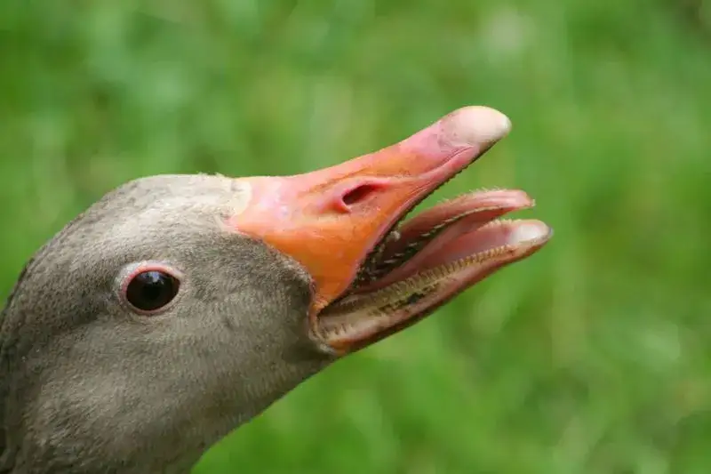 Zdjęcie Czy łabędź ma zęby? Odkryj prawdę o ich dziobach i anatomii