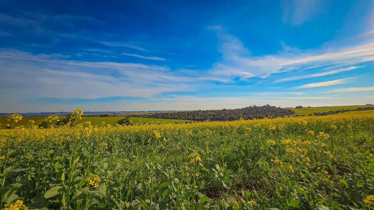 Zdjęcie Czy rzepak to zboże? Odkryj zaskakujące różnice botaniczne