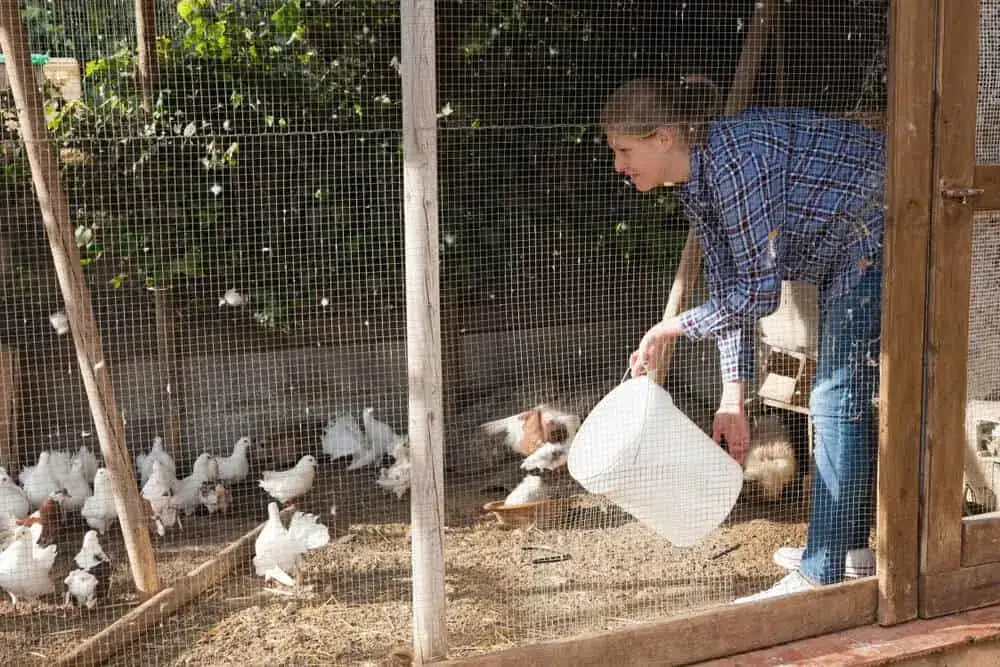 Zdjęcie Jak zrobić klatkę dla gołębi: prosty plan budowy krok po kroku w domu