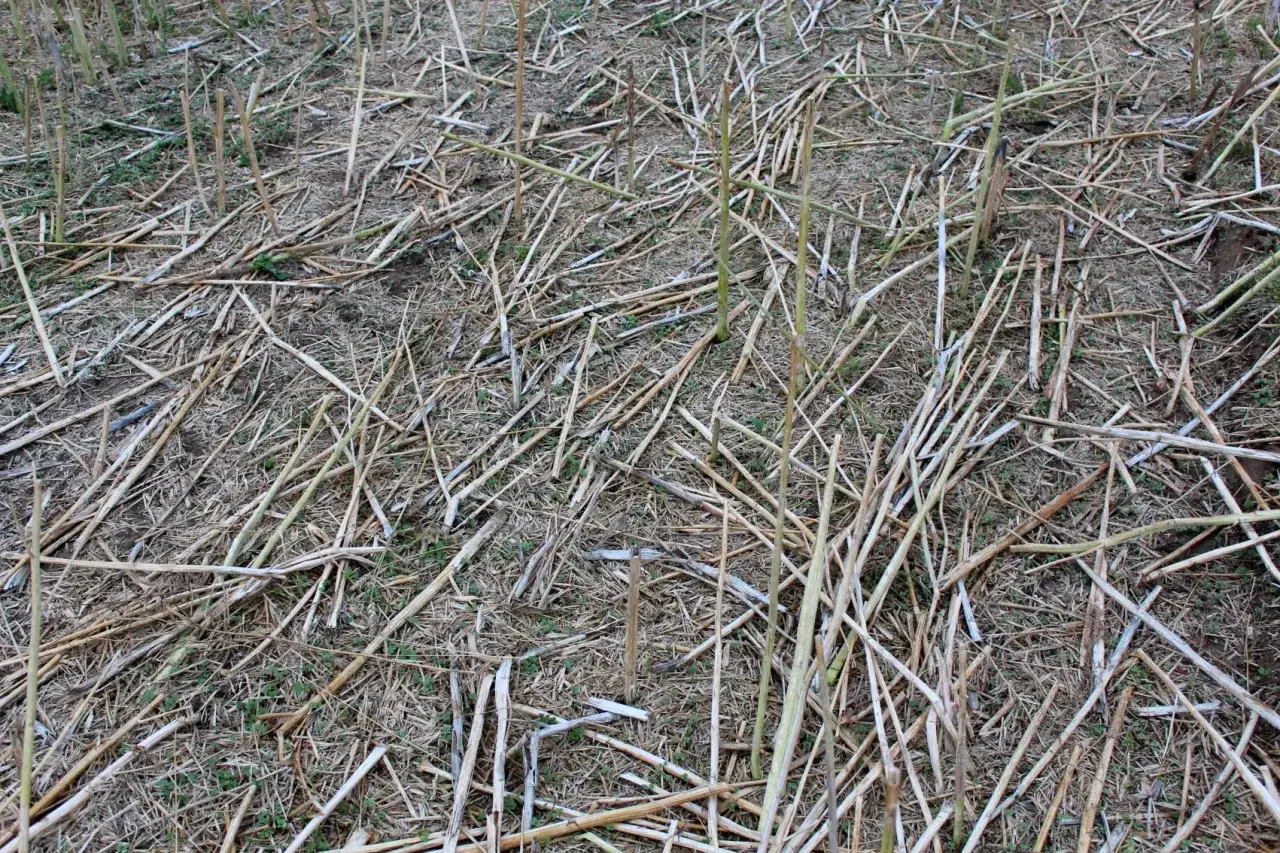 Zdjęcie Ile azotu na słomę: optymalna dawka dla zdrowej gleby