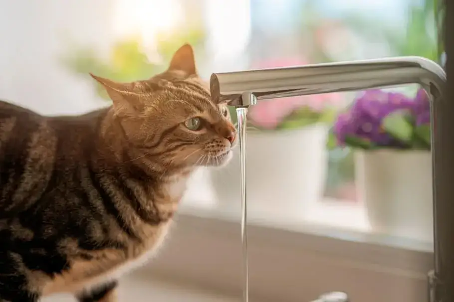 Zdjęcie ¿A los gatos les gusta el agua? La verdad detrás de su comportamiento