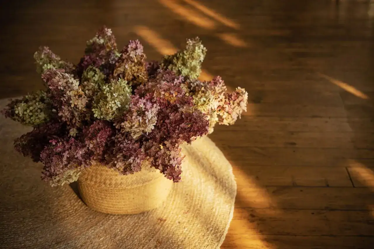 Zdjęcie Jak suszyć hortensje ogrodowe, aby zachować ich piękno i kolor