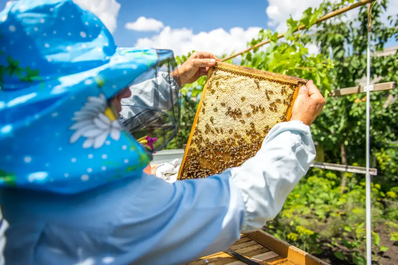 Zdjęcie Jak założyć pasiekę dofinansowanie i uniknąć kosztownych błędów