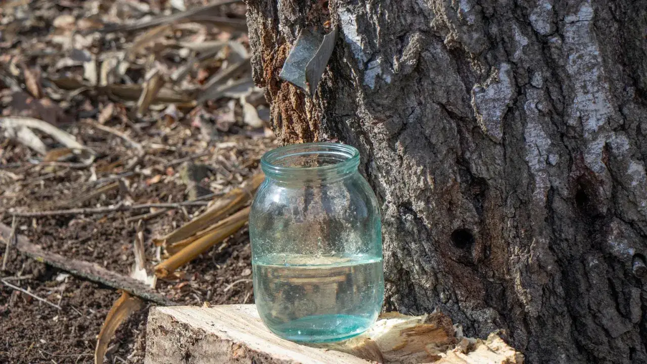 Zdjęcie Jak i kiedy pozyskiwać sok z brzozy, aby uniknąć błędów w zbiorze
