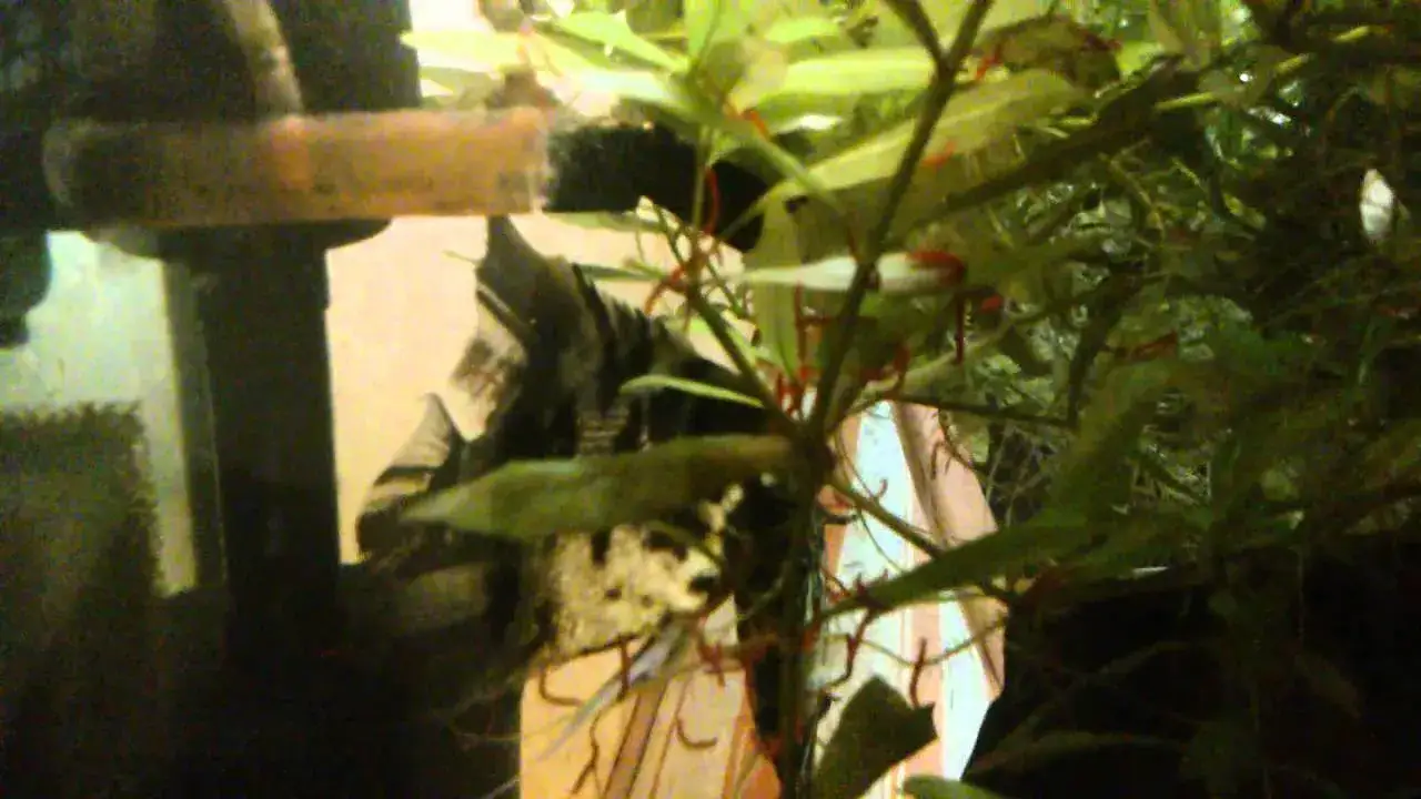 Zdjęcie Czym karmić małe skalary, aby zapewnić im zdrowy rozwój?