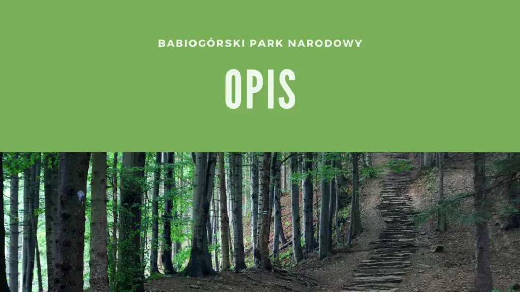 Zdjęcie Kiedy powstał babiogórski park narodowy? Odkryj jego fascynującą historię