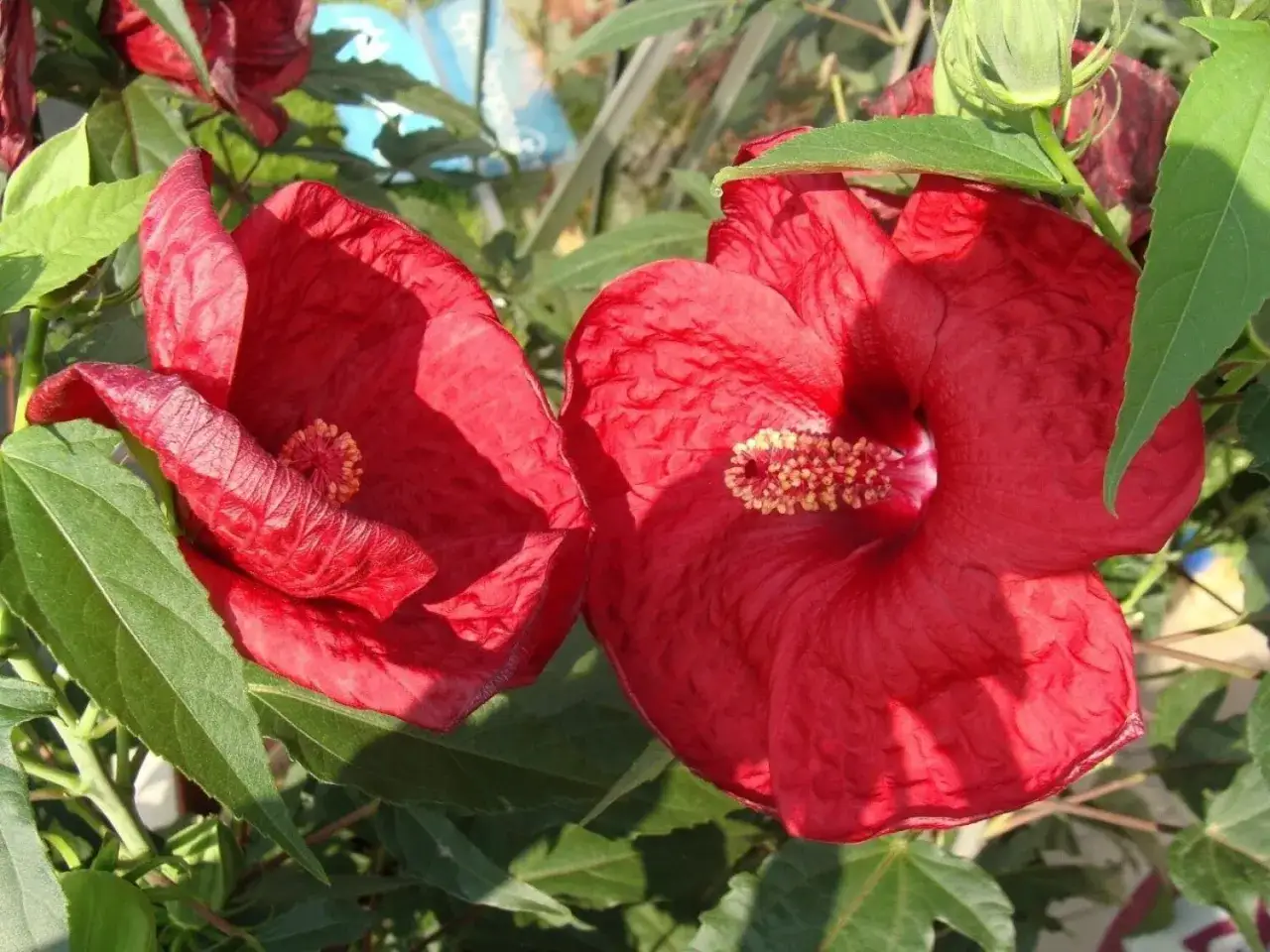 Zdjęcie Jak długo kwitnie hibiskus? Odkryj tajemnice jego długiego kwitnienia