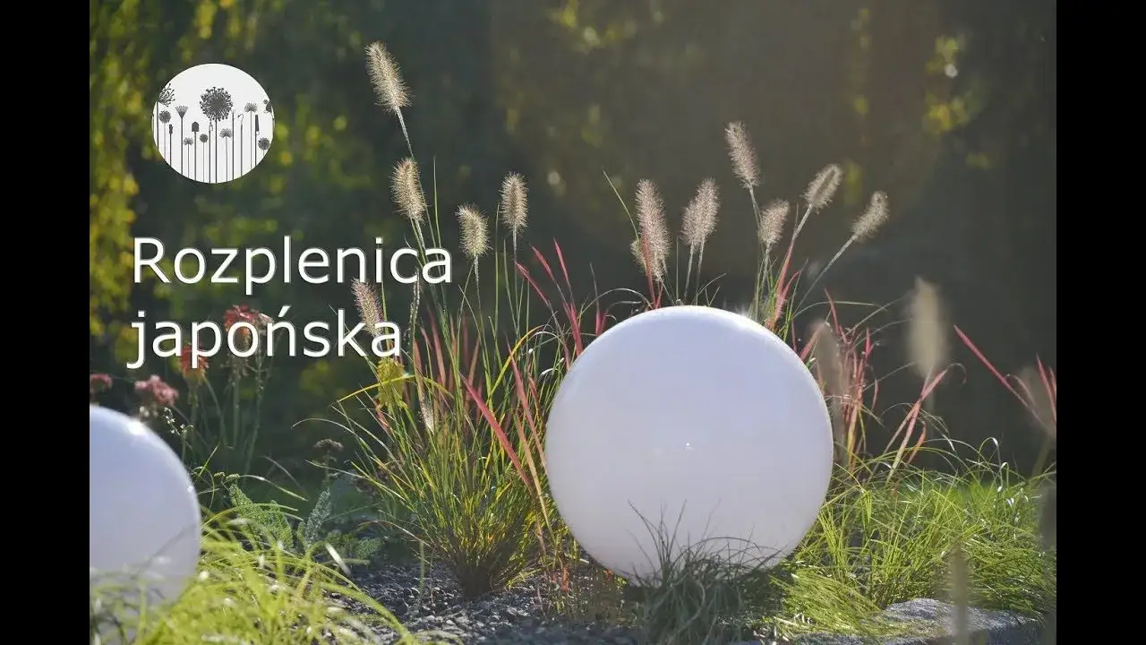 Zdjęcie Rozplenica japońska - jak często sadzić, aby uniknąć problemów?