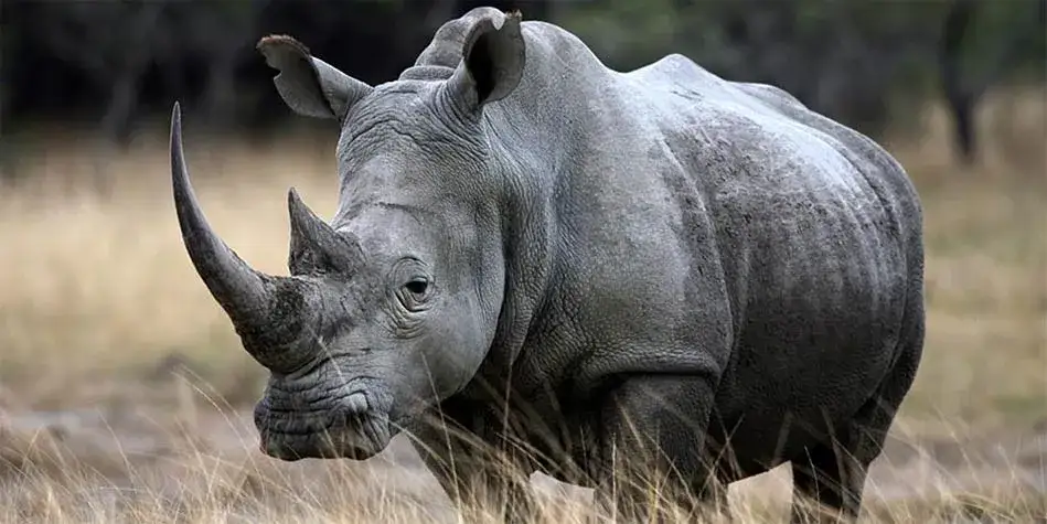 Zdjęcie Nosorożec czym się żywi - odkryj tajemnice diety tych zwierząt