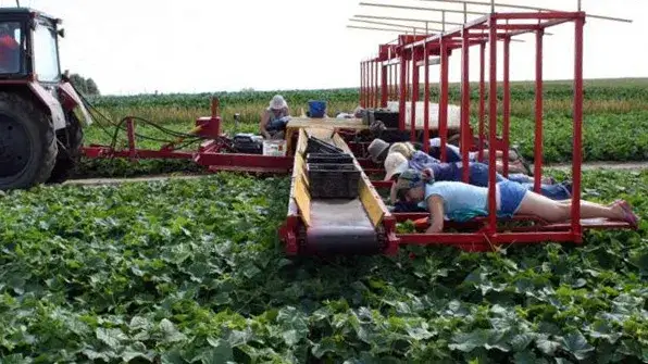 Zdjęcie Ile można zarobić na zbiorach za granicą? Sprawdź realne zarobki