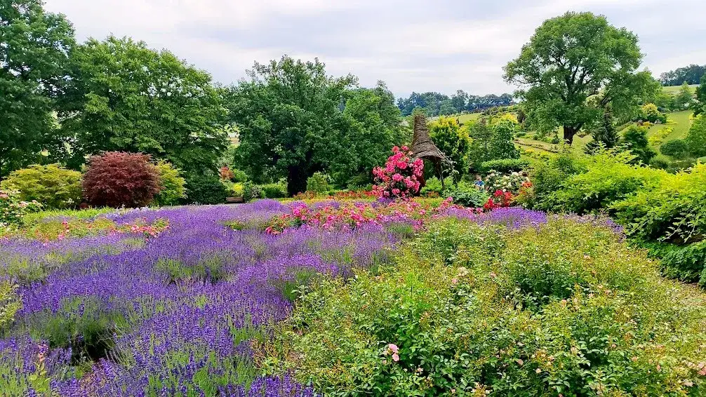 Zdjęcie Ogr&oacute;d botaniczny Dolny Śląsk: odkryj fascynujące rośliny i historię