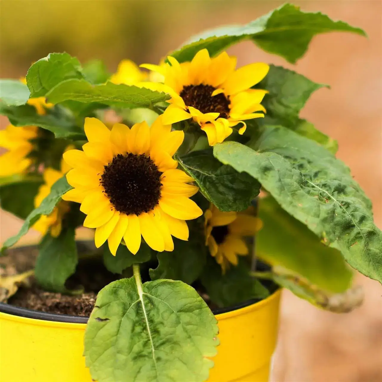 Zdjęcie Cómo sembrar girasoles en maceta: evita errores comunes y logra el éxito