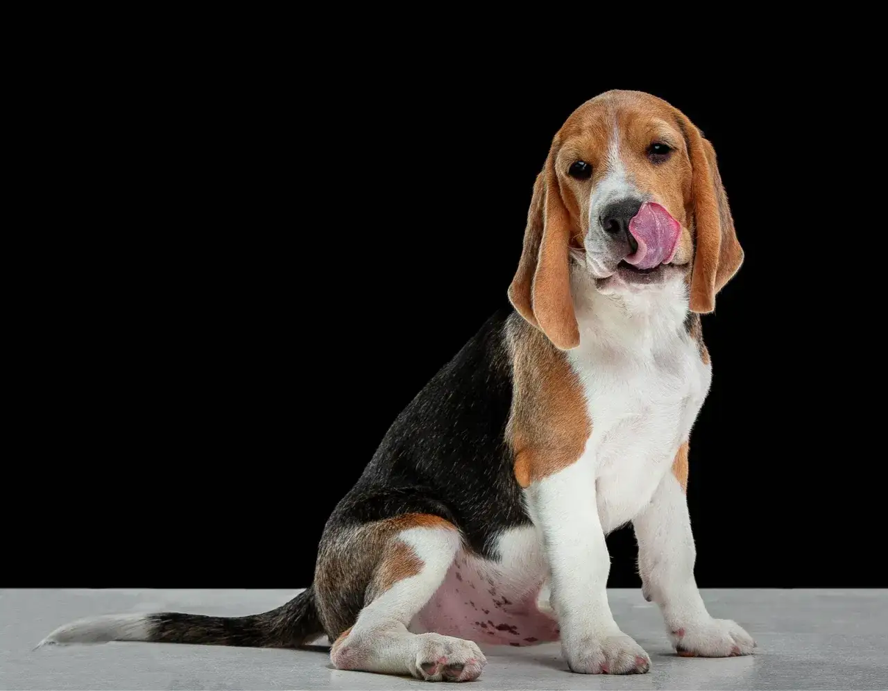 Zdjęcie Jak wytresować beagle: sprawdzone metody, kt&oacute;re przynoszą efekty