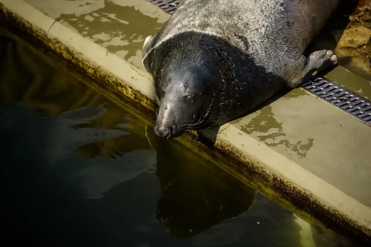 Zdjęcie Oceanarium Hel - Fascynujące atrakcje i godziny otwarcia fokarium