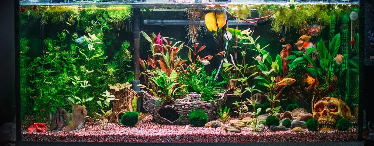 Zdjęcie Jak sadzić roślinki w akwarium - unikaj najczęstszych błędów
