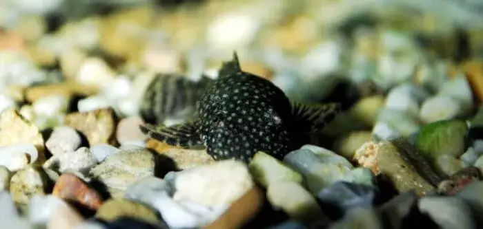 Zdjęcie Dlaczego glonojady zdychają? Odkryj przyczyny i zapobiegaj stratom