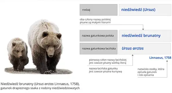 Zdjęcie Co to jest systematyka w biologii i jak wpływa na klasyfikację organizmów