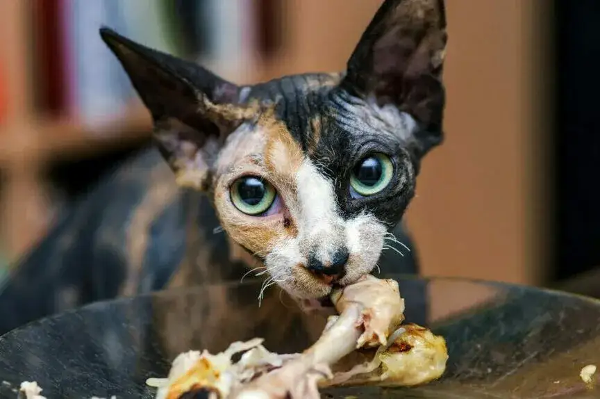 Zdjęcie Czy koty mogą jeść kości? Odkryj niebezpieczeństwa i bezpieczne opcje