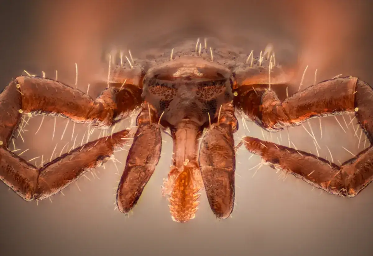 Zdjęcie Jak długo kleszcz siedzi w skórze i jak uniknąć groźnych chorób