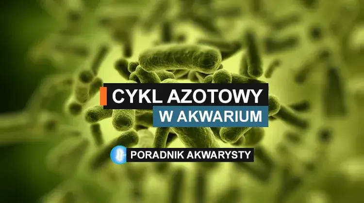 Zdjęcie NO2 w akwarium co to jest i jak uniknąć zagrożeń dla ryb