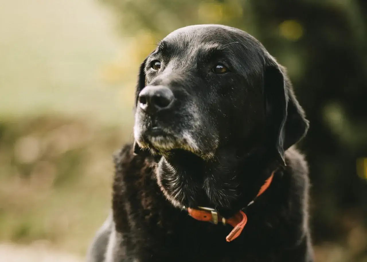 Zdjęcie Jak działa uśpienie psa i co powinieneś wiedzieć przed decyzją