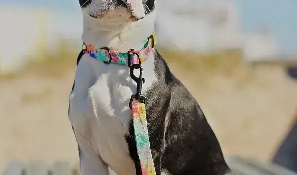 Zdjęcie Obroża półzaciskowa jak działa - bezpieczeństwo i komfort dla psa