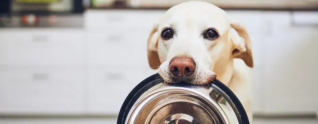 Zdjęcie Czy pies może jeść groch? Sprawdź, co musisz wiedzieć o bezpieczeństwie