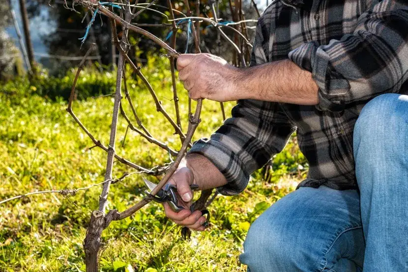 Zdjęcie Jak i kiedy przycinać winogrona, aby uzyskać zdrowe plony?