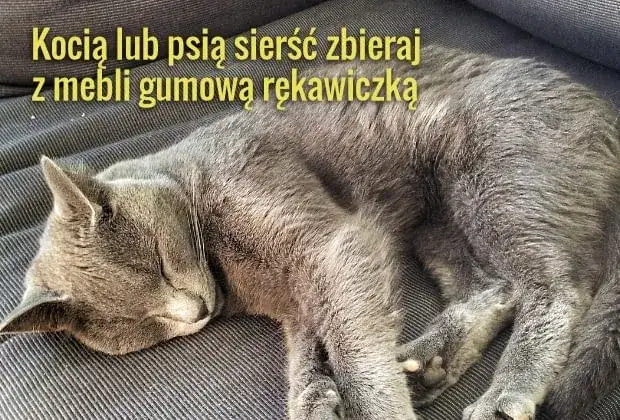 Zdjęcie Skuteczne sposoby na to, jak pozbyć się sierści z kanapy