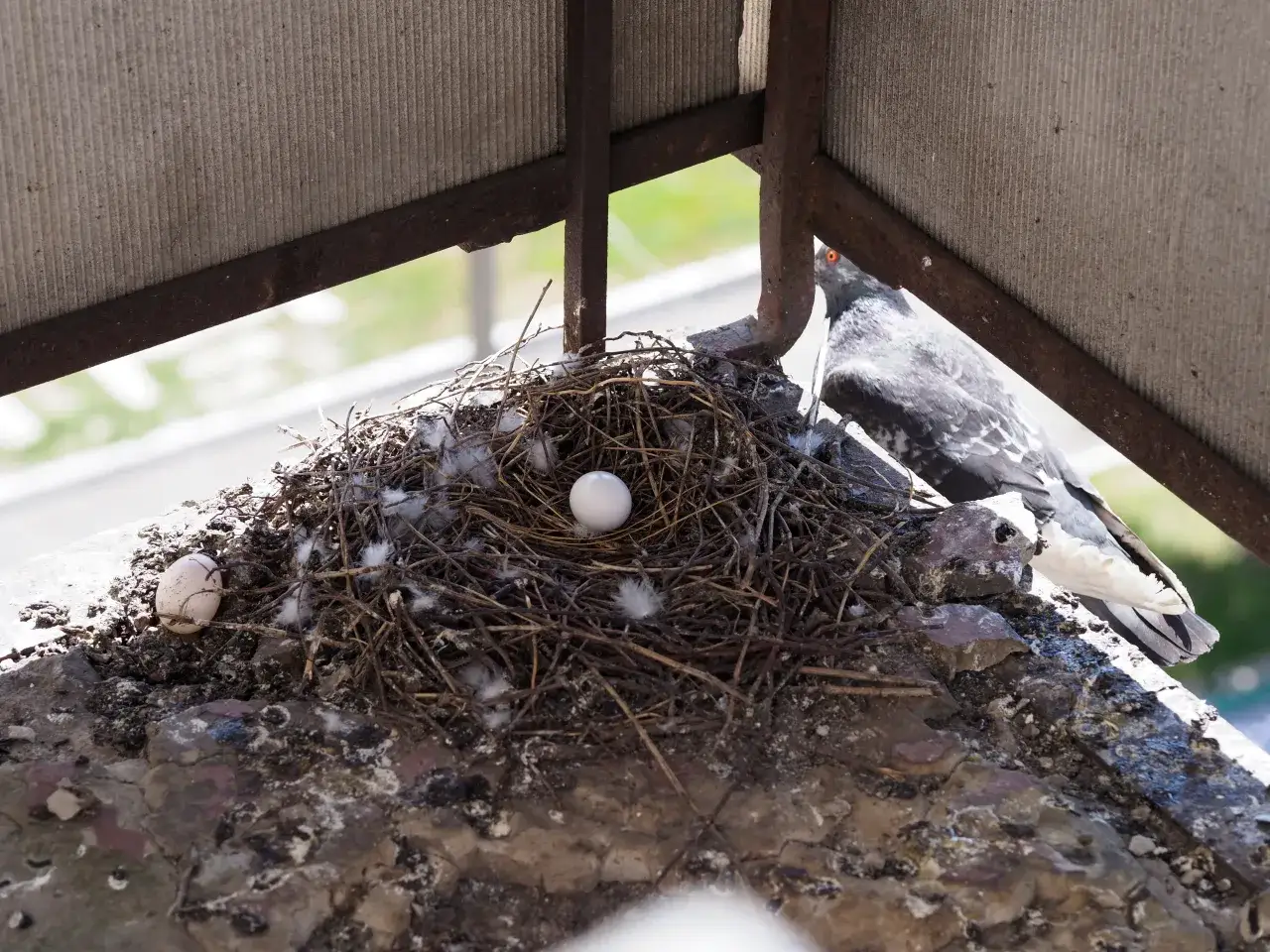 Zdjęcie Co zrobić z jajkami gołębi? Ochrona i humane rozwiązania na balkonie