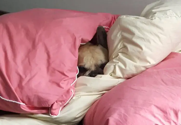 Zdjęcie Jaki syrop dla psa na kaszel? Bezpieczne opcje i ważne porady