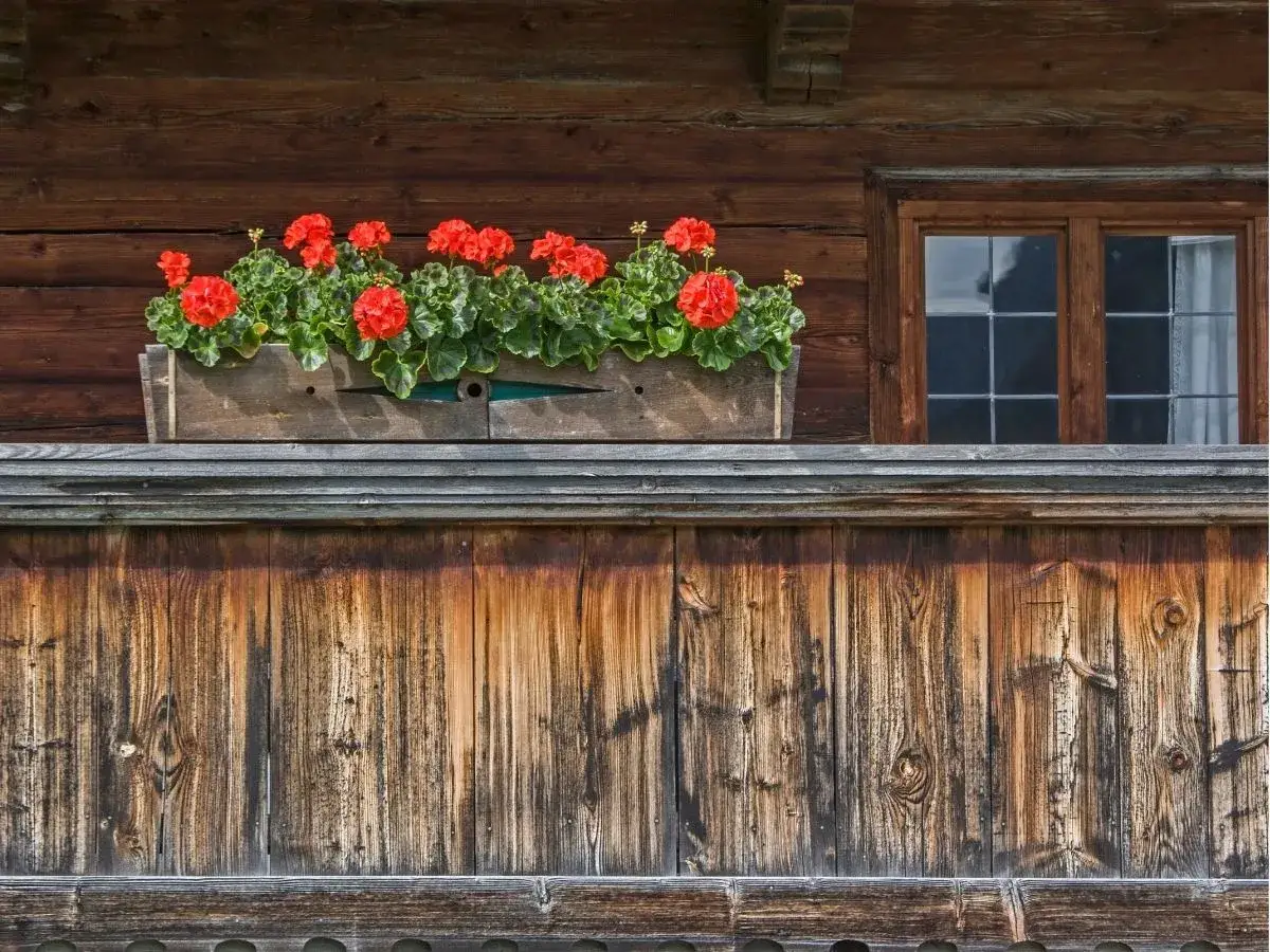 Zdjęcie Kiedy sadzić pelargonie na balkon, aby uniknąć przymrozk&oacute;w?