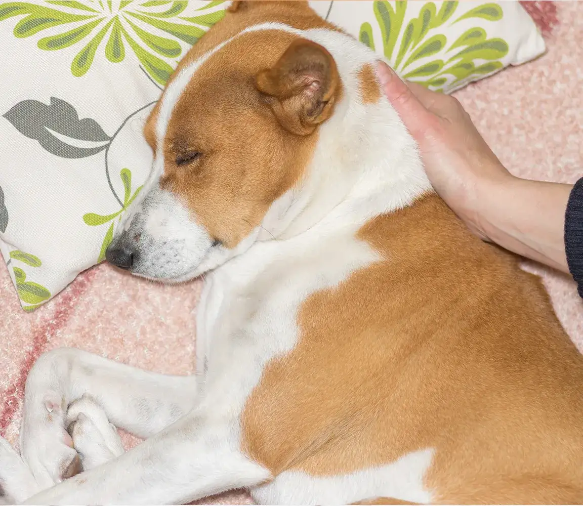 Zdjęcie Jak przygotować psa do uśpienia? Porady dla kochających opiekunów