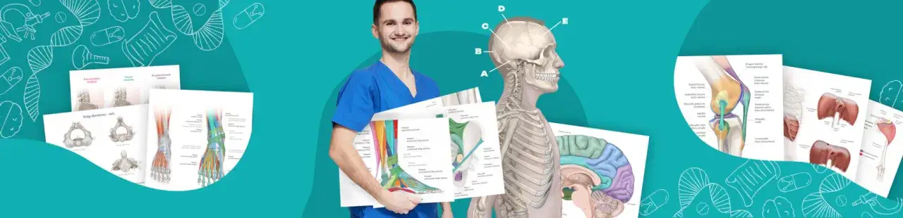 Zdjęcie Jak uczyć się anatomii skutecznie i uniknąć trudności w nauce