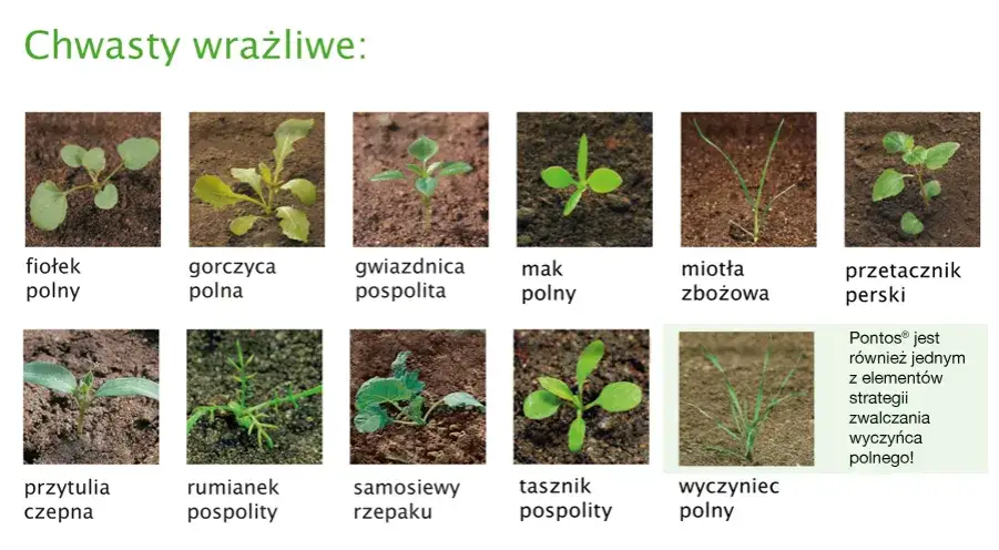 Zdjęcie Pospolite chwasty polne: Identyfikacja, zwalczanie i zaskakujące zastosowania