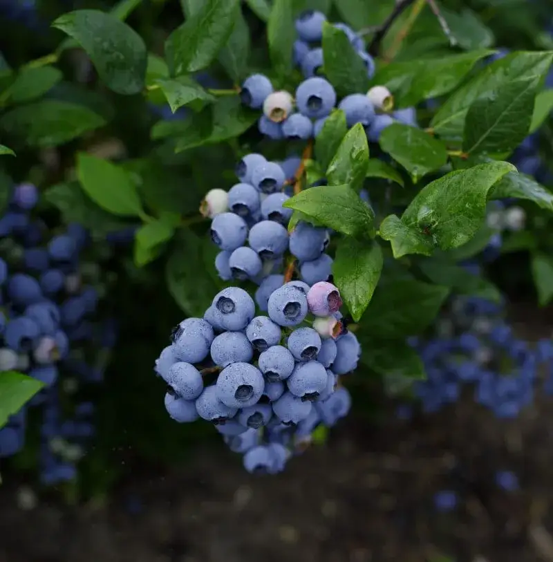 Zdjęcie Kiedy stosować nawóz do borówek, aby uniknąć problemów z plonami?