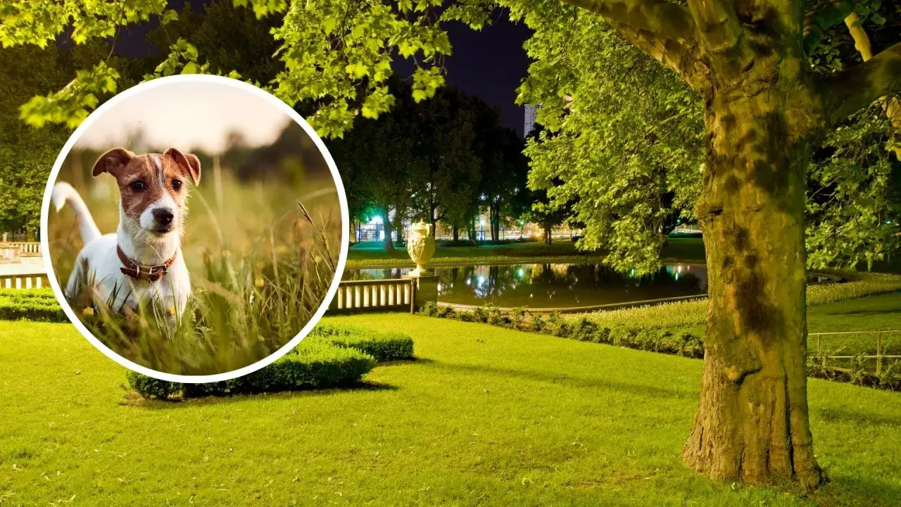 Zdjęcie Gdzie na spacer z psem w okolicach Poznania? Odkryj najlepsze miejsca