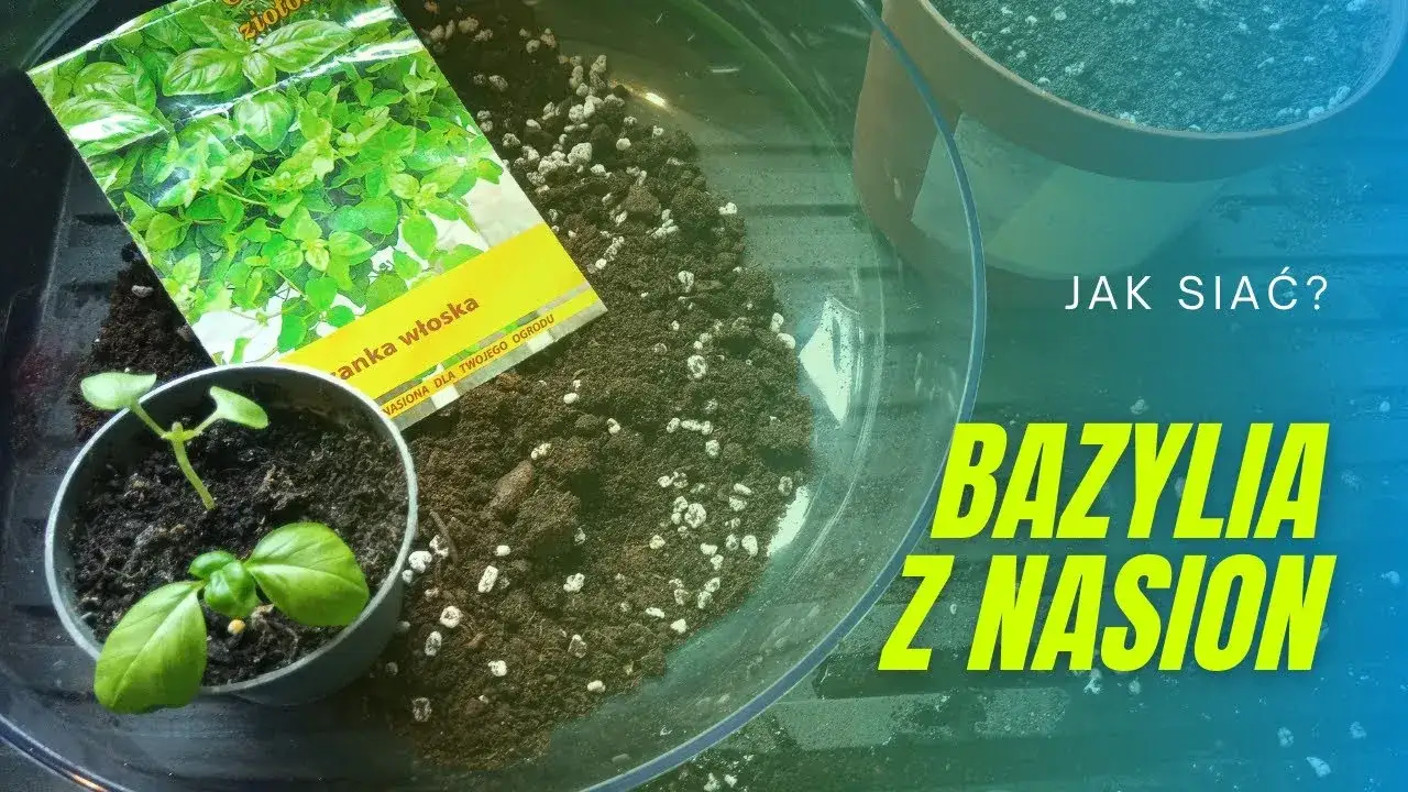 Zdjęcie Jak siać bazylię w doniczce, aby uniknąć najczęstszych błędów