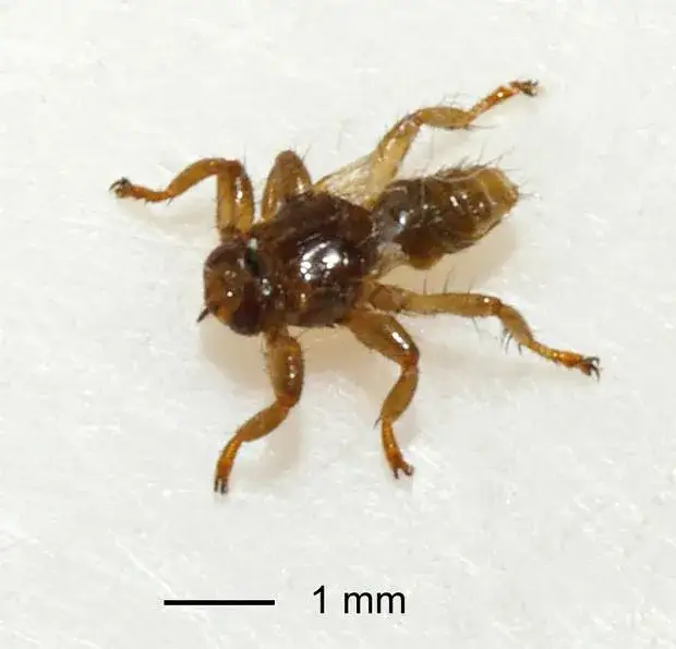 Zdjęcie Czy są latające kleszcze? Odkryj prawdę o tych owadach