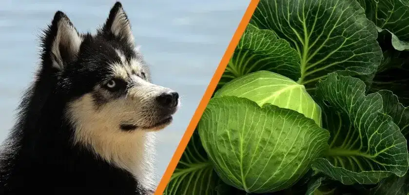 Zdjęcie Czy pies może jeść kapustę? Poznaj bezpieczne porcje i formy podawania