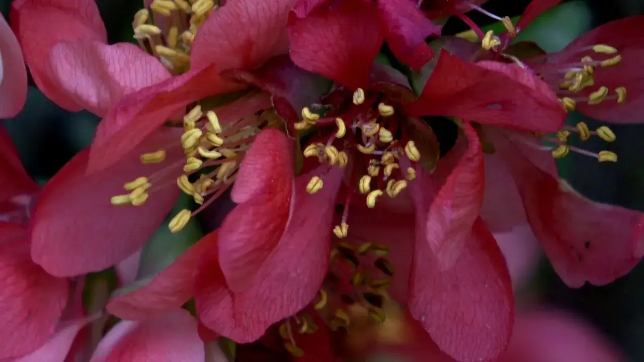 Zdjęcie Jak kwitnie pigwowiec? Odkryj piękno jego kwiatów wiosną