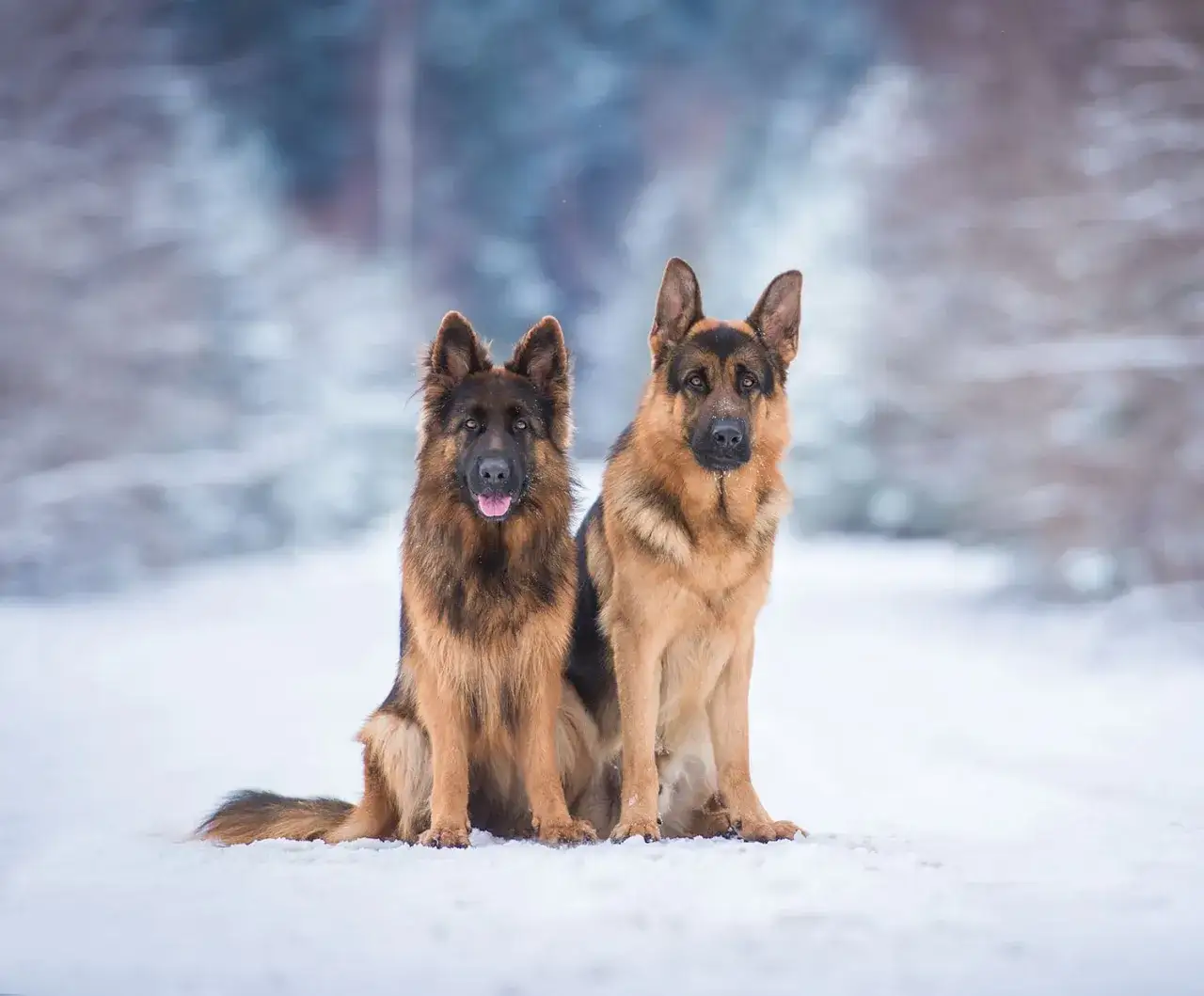Zdjęcie Czy na owczarka niemieckiego trzeba mieć pozwolenie? Sprawdź prawdę