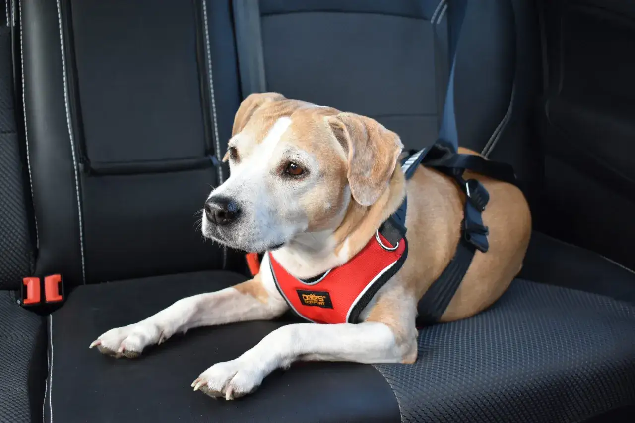 Zdjęcie Jak oduczyć psa biegania za samochodem i zapewnić mu bezpieczeństwo