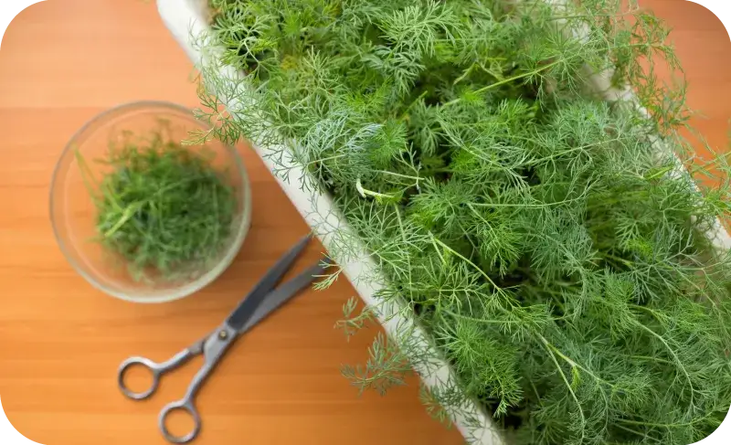 Zdjęcie Jak uprawiać koperek: proste sposoby na zdrowe i aromatyczne zbiory