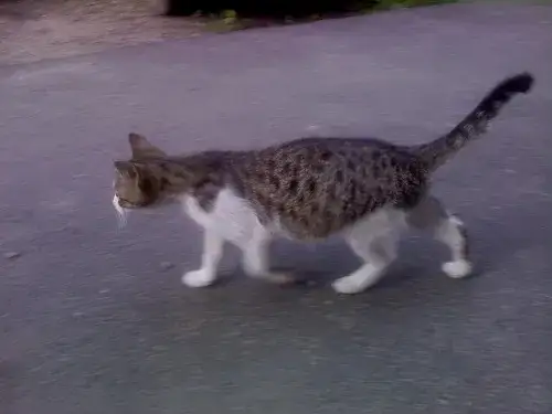 Zdjęcie Wzdęty brzuch u kota: przyczyny, objawy i metody leczenia