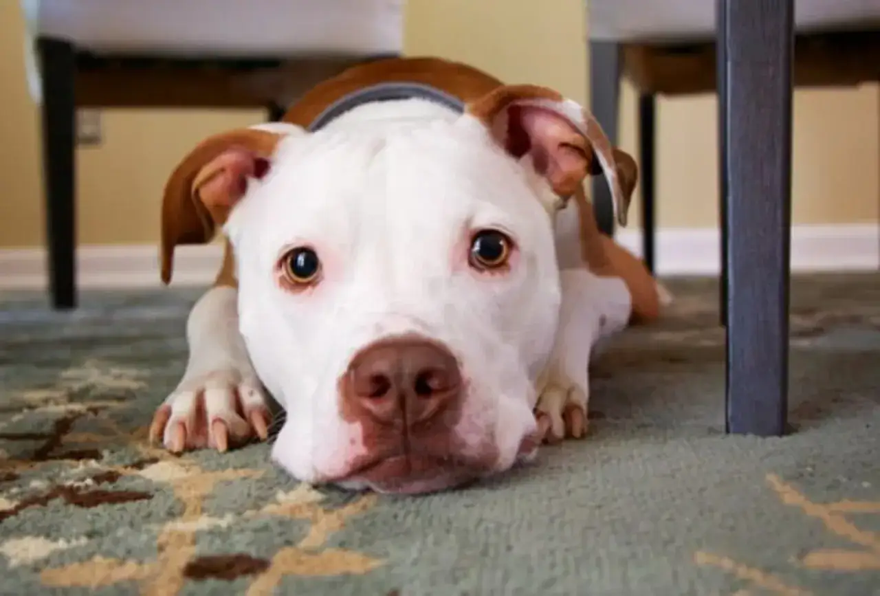 Zdjęcie Czy pies może jeść ciastka? Sprawdź, co może mu zaszkodzić