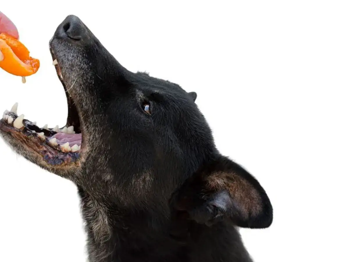 Zdjęcie Czy pies może jeść morele i co musisz wiedzieć o ich bezpieczeństwie