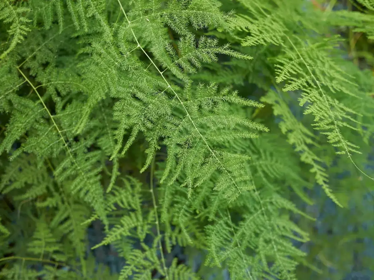 Zdjęcie Asparagus ogrodowy: jadalny i zdrowy przysmak - co warto wiedzieć