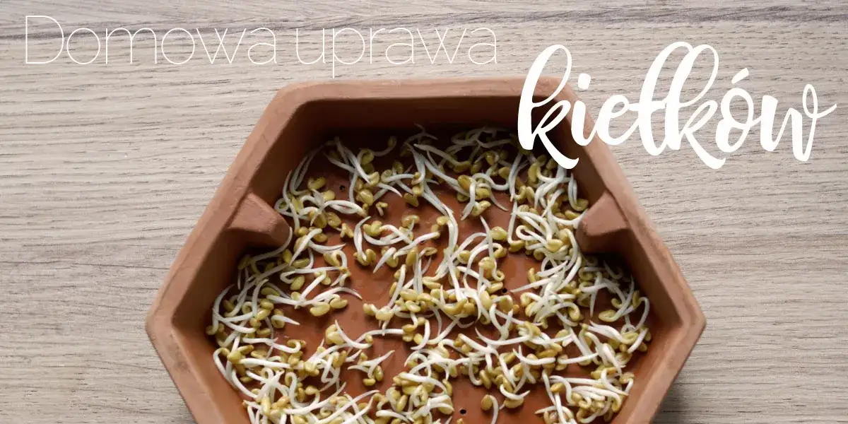 Zdjęcie Jak uprawiać kiełki w domu - proste metody i cenne wskazówki