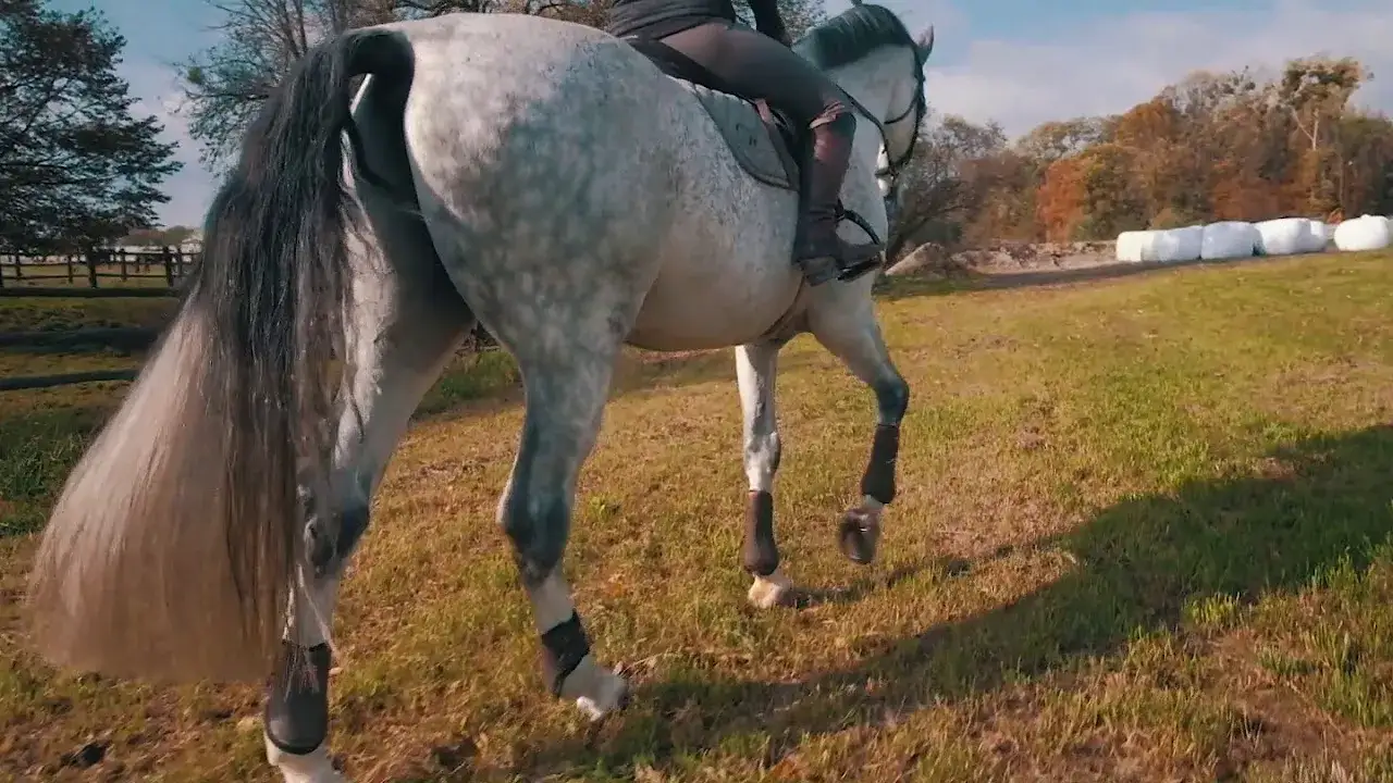 Zdjęcie Klub jeździecki Preria Wilkowice - dołącz do pasjonującego świata jeździectwa
